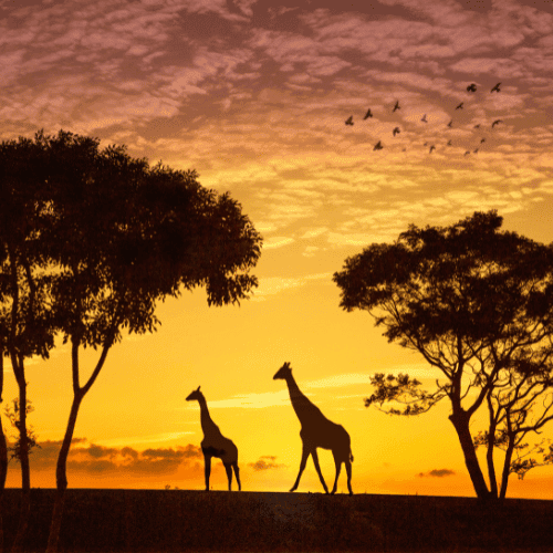 Wildlife