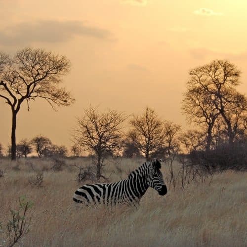 Zuid-Afrika